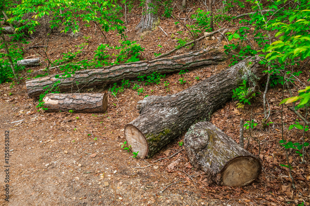 Fototapeta premium Nature’s backbone — carved by wind and time, Sweetwater Creek State Park, Lithia Springs, Georgia, United States of America