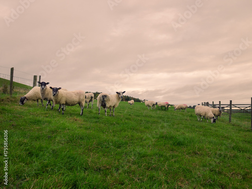 sheep on a meadow,Northern Ireland 