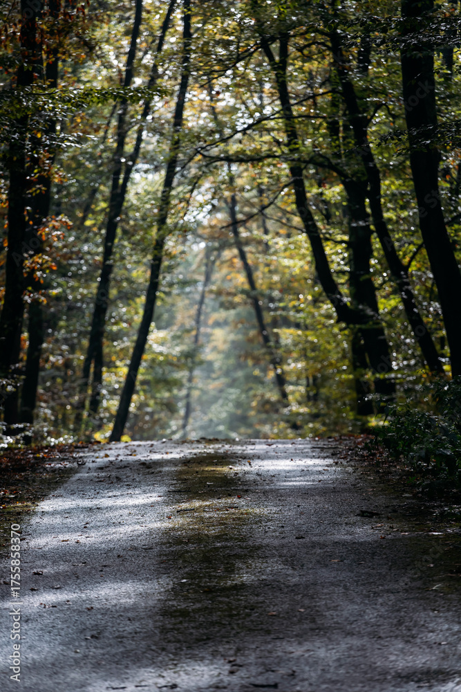 Fototapeta premium Autumn scene with curved road