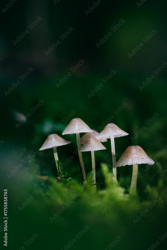 Fototapeta premium Beautiful fairy tale image with little mushrooms in autumn forest