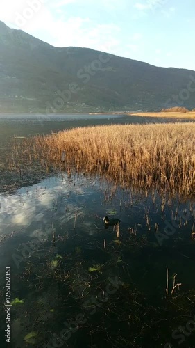 Plav Lake at sunset: landscape with golden grass, small boat, reflection of clouds on calm water surface, mountains and houses. Concepts of autumn serenity, evening stillness, and peaceful landscape.