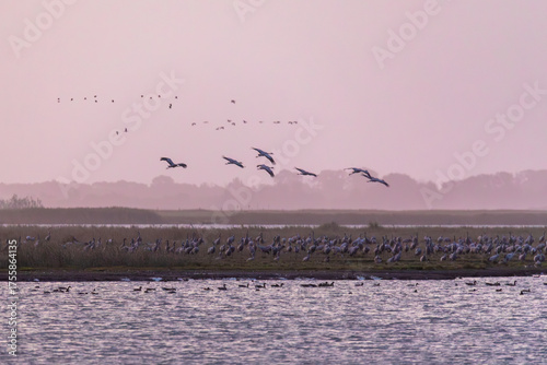 Schlafplatz der Kraniche auf der Insel Kirr vor Zingst.