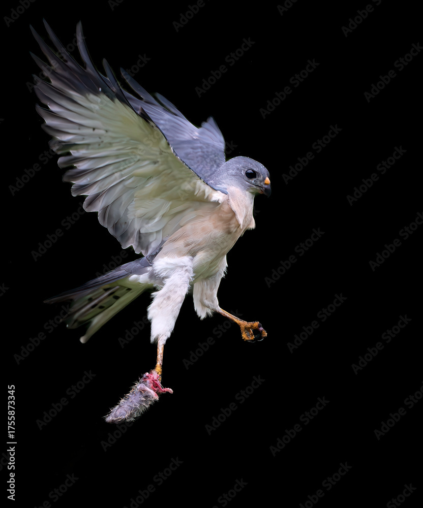 Fototapeta premium white dove isolated on black