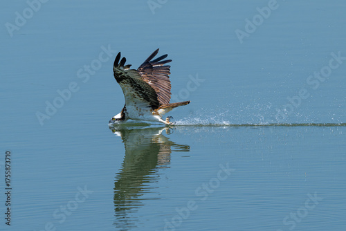 osprey in flight