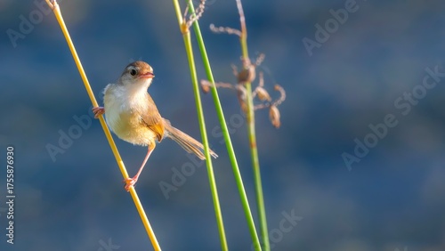 Фотография flying birds in the wildlife