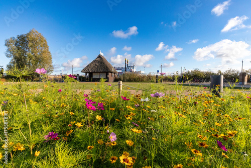 Bunte Wiesenblumen am Hafen von Zingst.