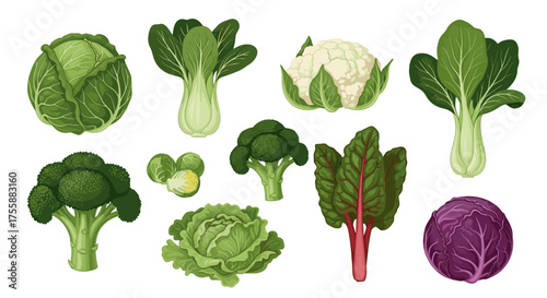 A vibrant collection of fresh green and red vegetables including broccoli cauliflower cabbage and bok choy varieties