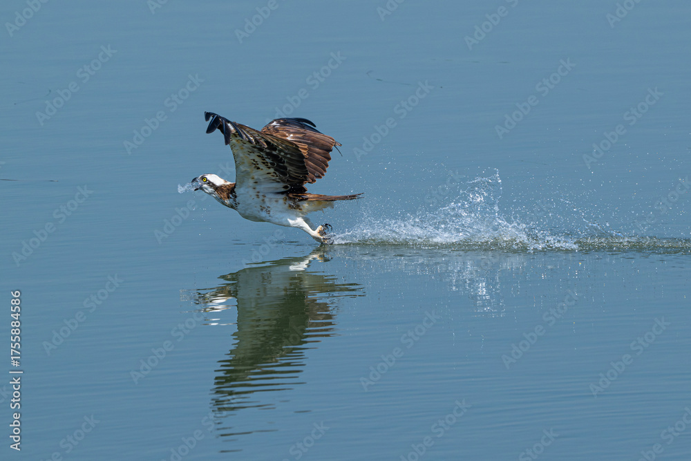 Naklejka premium great crested grebe