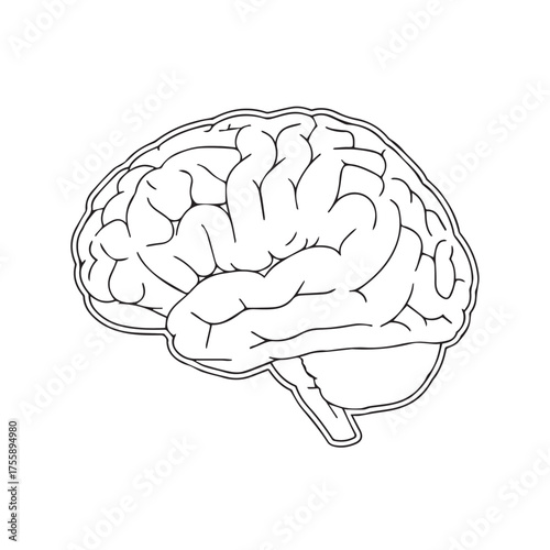 A black and white illustration of a human brain, side view.