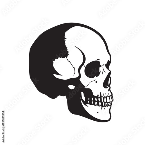 A stark black and white illustration of a human skull, showcasing its bony structure.