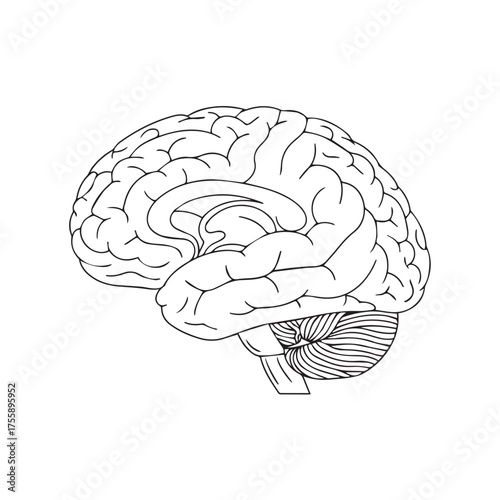 Anatomical line drawing of a human brain in a sagittal cross-section view, showing the cerebrum and cerebellum.