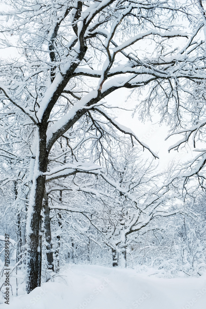 Naklejka premium beautiful winter landscape. Frozen snowy trees in forest, abstract winter nature background. cold frosty weather season. 