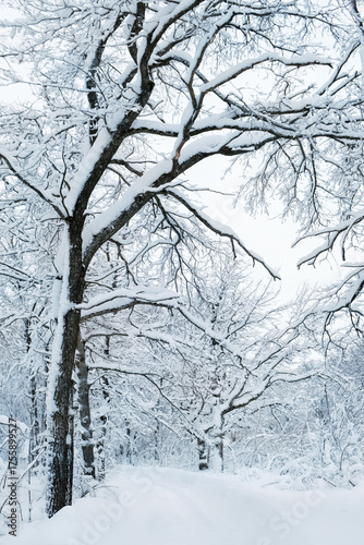 beautiful winter landscape. Frozen snowy trees in forest, abstract winter nature background. cold frosty weather season. 