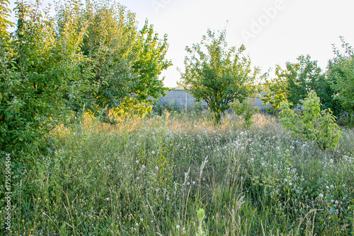 Photos Weeds in the garden. An orchard overgrown with weeds.