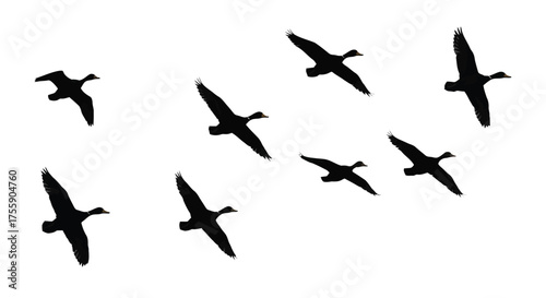 Flock of ducks flying in formation silhouette isolated on white background