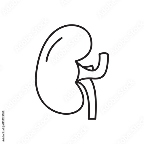 Kidney Anatomy Diagram Human Body Organ Illustration for Medical Study Renal System Health Education Urology Nephrology