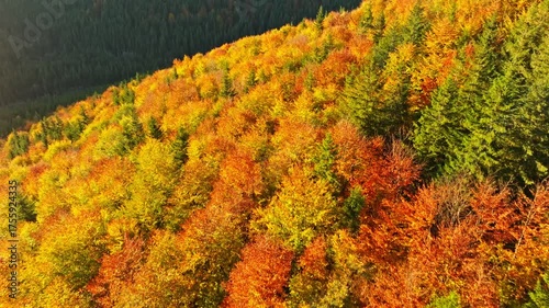 Autumn mountains forest travel nature view beautiful drone