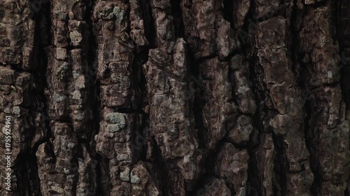 Bark of big tree trunk texture. Nature surface pattern. Close-up rough natural detail