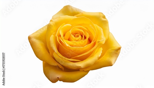 Single Rose Flower Head In Bright Yellow Color Isolated Png Format