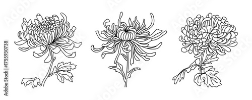 Black and white line art of three chrysanthemum flowers with detailed petals and leaves, elegant botanical illustration on transparent background, November birth month flower design