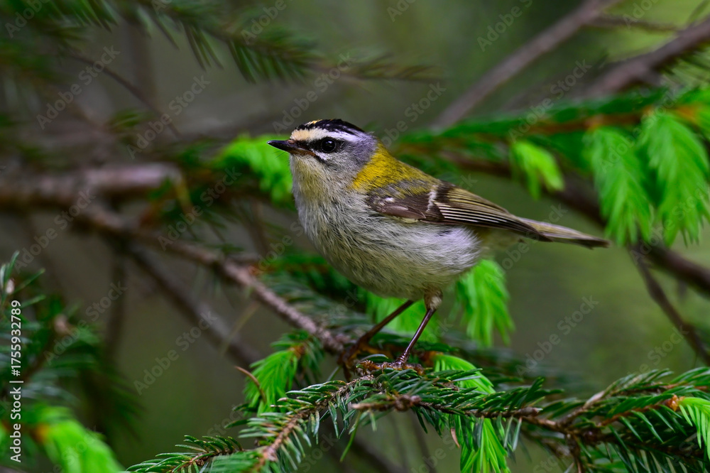 Fototapeta premium Sommergoldhähnchen // Common firecrest (Regulus ignicapillus)