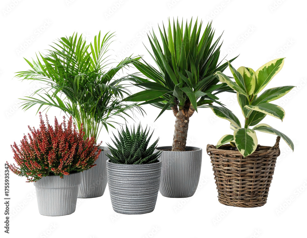 Fototapeta premium Assortment of potted houseplants on a transparent background, showcasing various foliage styles