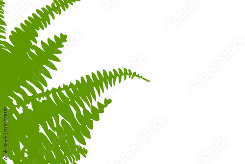 fern leaf isolated on white