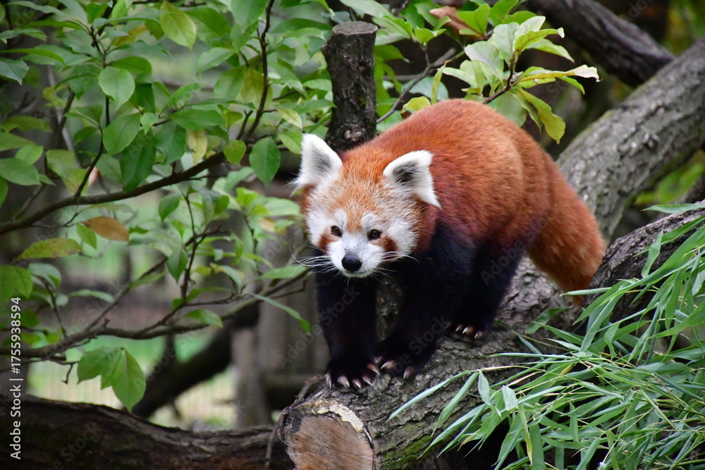 Fototapeta premium red panda on a tree