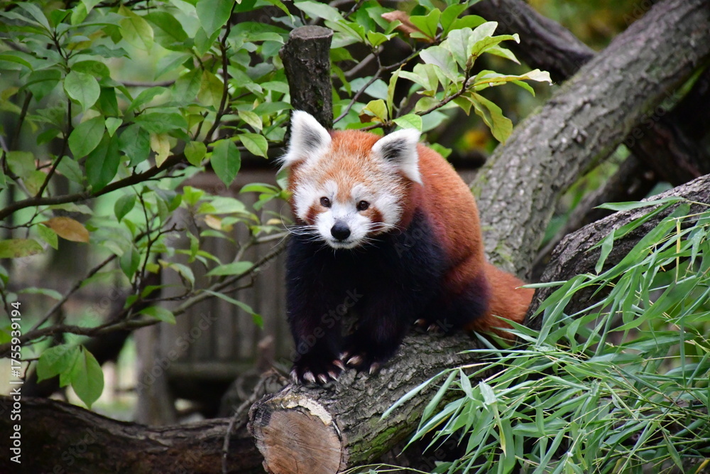 Fototapeta premium red panda on a tree