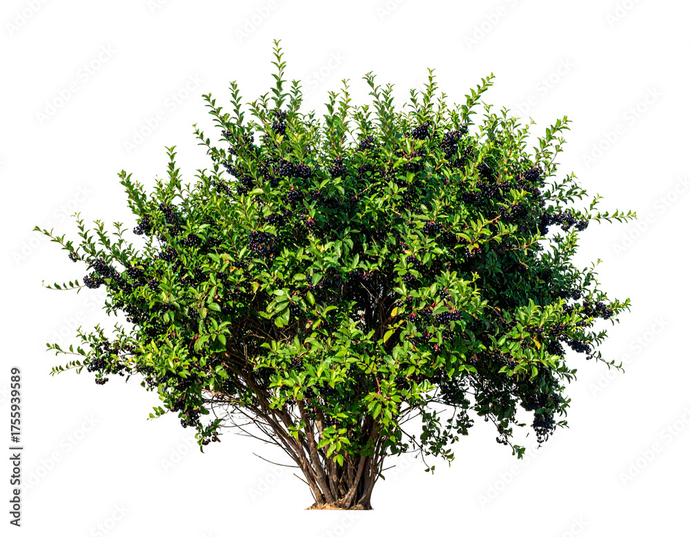 Fototapeta premium A dense, green, leafy bush with small dark berries, isolated on a black background