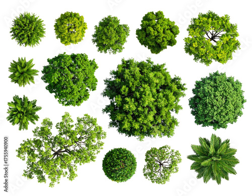 Overhead view of various leafy, green tree-like foliage arrangements against a dark backdrop