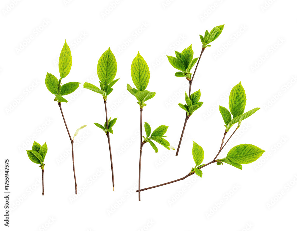 Naklejka premium Isolated fresh green leaves on thin brown stems, artfully arranged against a black background