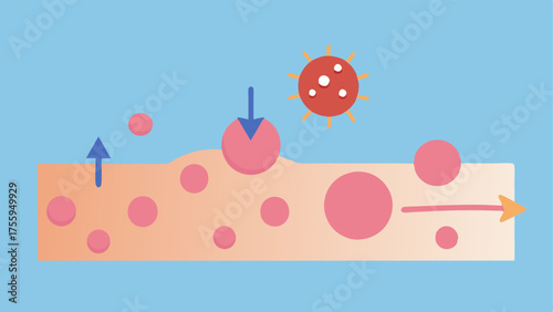 Animation of Distribution An animatedstyle illustration where arrows depict the movement of nanoparticles across the skin surface indicating active ingredient diffusion.