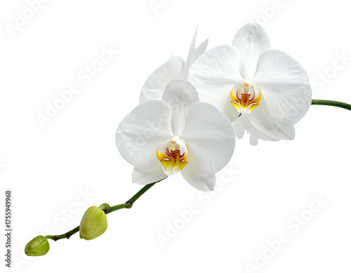Isolated close-up of white phalaenopsis orchids with yellow and orange centers, stem, and buds