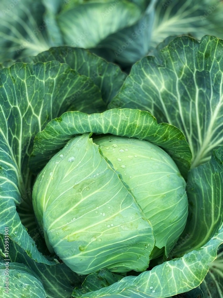Fototapeta premium Young cabbage grows in the garden. Harvest organic cabbage 