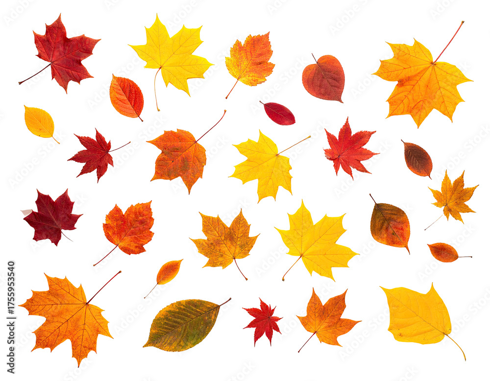 Fototapeta premium Assortment of fallen leaves with varying shapes and colors set against black background