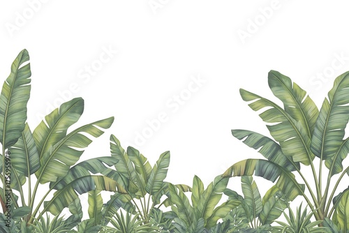 Lush tropical foliage and large green banana leaves in a vibrant natural scene