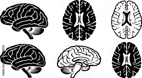 Human brain vector illustration isolated concept of mind and intelligence.