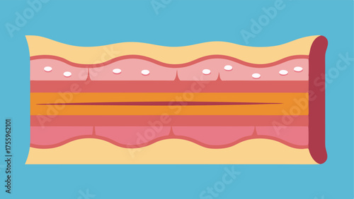 Basic Skin Layers A simple crosssection of skin layers with emphasis on elastin fibers highlighting their arrangement and structure.