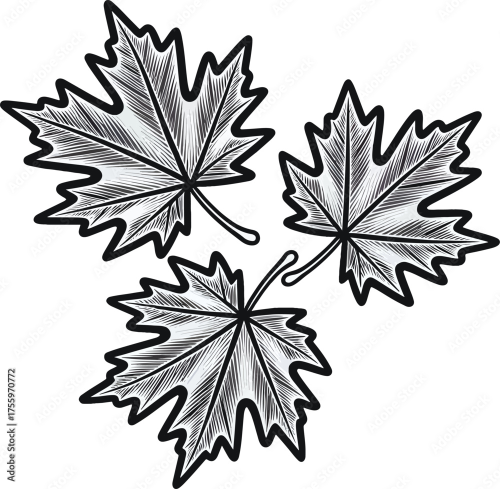 Fototapeta premium Three Hand-Drawn Maple Leaves Vector Illustration. Detailed Autumn Leaf Sketch, Nature Botanical Outline Art for Seasonal, Decorative, and Design Projects