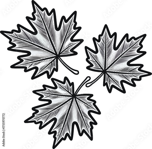 Three Hand-Drawn Maple Leaves Vector Illustration. Detailed Autumn Leaf Sketch, Nature Botanical Outline Art for Seasonal, Decorative, and Design Projects
