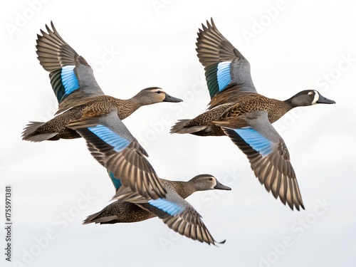 Flock of Blue-winged Teals Flying Isolated on White