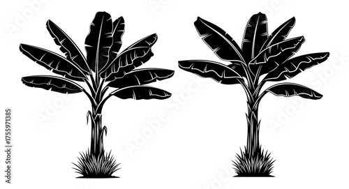 Vector art of two banana trees, a tropical plant with large leaves, often grown for its fruit and ornamental value