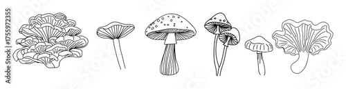 Set of different Forest mushrooms hand drawn line art vector illustrations. Collection of Outline black ink sketch drawings isolated on transparent background. Contour black line monochrome.