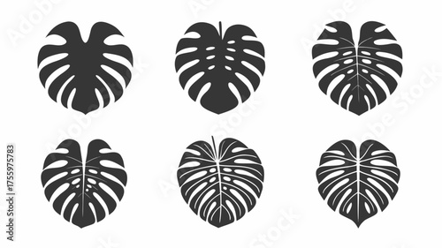 Six monstera leaf illustrations in varying stages of fenestration and leaf structure on a white background | editable eps vectors silhouette