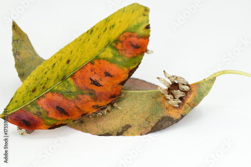 Pear leaves with Pear rust - disease caused by Gymnosporangium sabinae fungus. Symptoms on upper and underside of leaves, autumn time