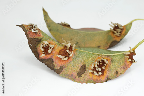 Pear leaves with Pear rust - disease caused by Gymnosporangium sabinae fungus. Symptoms on underside of leaves, autumn time