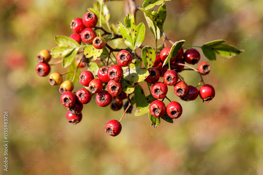 Obraz premium Malus sieboldii - Japanischer Zierapfel, sunny summer day, outdoor