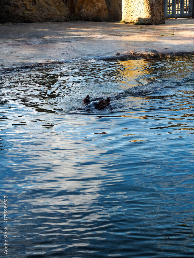 Fototapeta premium Hippopotamus swimming in clear water in zoo enclosure