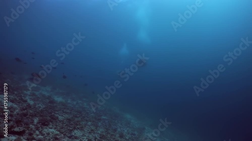 Wallpaper Mural Scuba divers exploring the vibrant coral reef, surrounded by clear blue ocean Torontodigital.ca